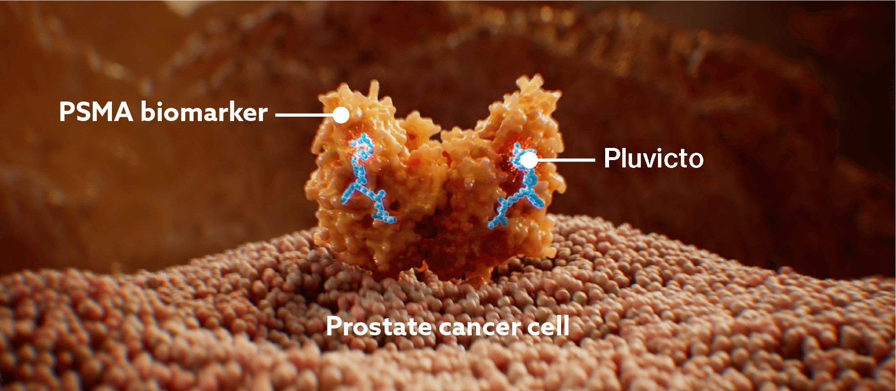 Image to highlight how Pluvicto binds to PSMA on prostate cancer cells.